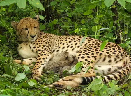 Kuno cheetah death reports withheld by MP Forest Dept under RTI