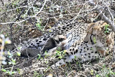 Historic Birth: Four Cheetah Cubs Thrive in Kuno National Park