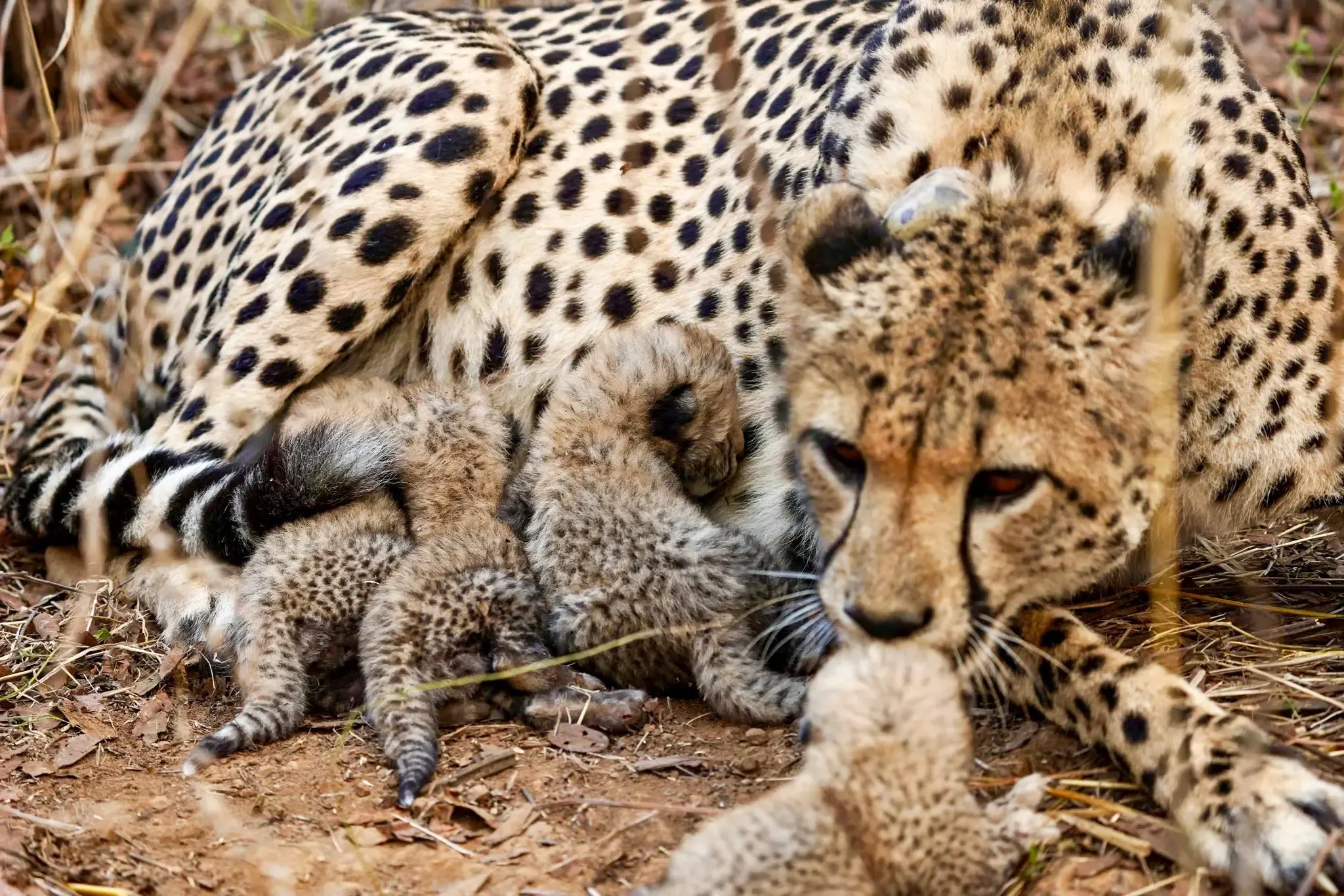 Four cheetah cubs die at Kuno National Park, predator attack suspected