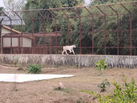 Mukundpur White Tiger Safari to double in size by 2046 under MP expansion plan