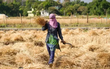 Madhya Pradesh Achieves Wheat Procurement of 59 Lakh Quintals with Target of 7.8 MT