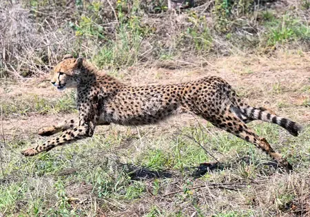 Madhya Pradesh Allocates ₹35,000 Daily for Cheetah Care at Kuno National Park
