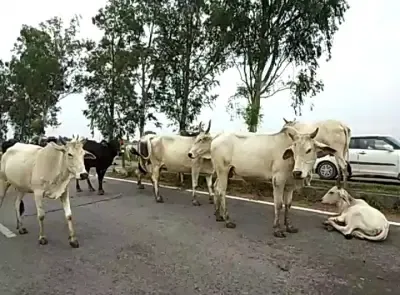 What Happened to the Herd of Cows That a Train Struck in Bhind?