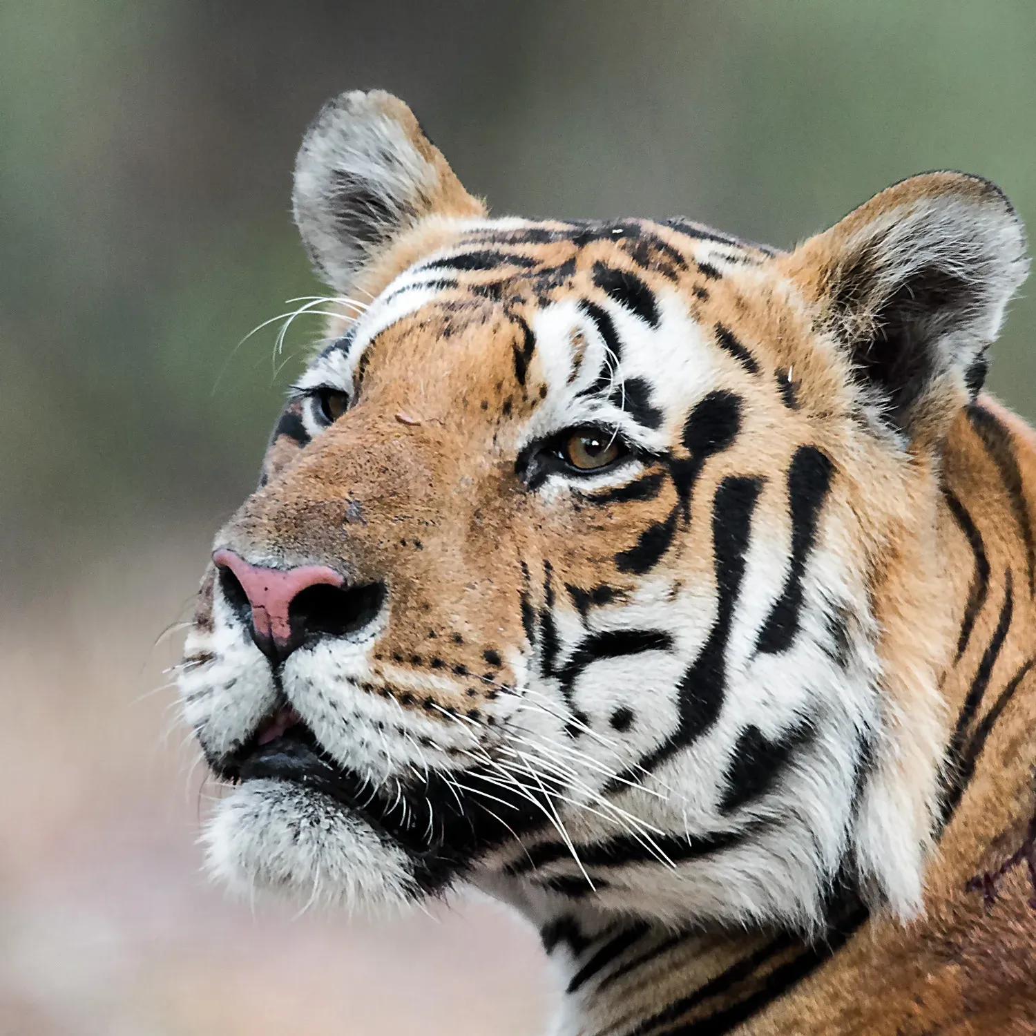 MP High Court orders NTCA to detail tiger reserve funding for past 10 years
