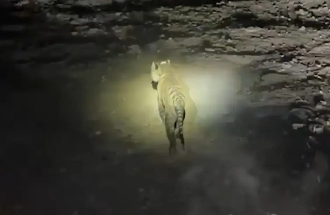 Madhav Tiger Reserve Welcomes New Tiger, Total Reaches Seven