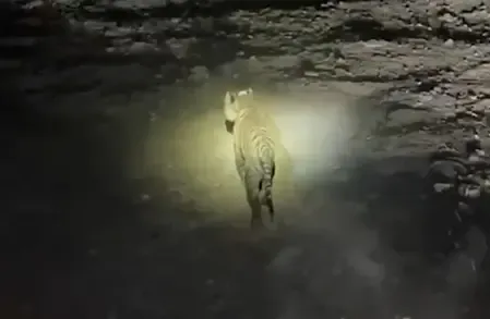 Madhav Tiger Reserve Welcomes New Tiger, Total Reaches Seven