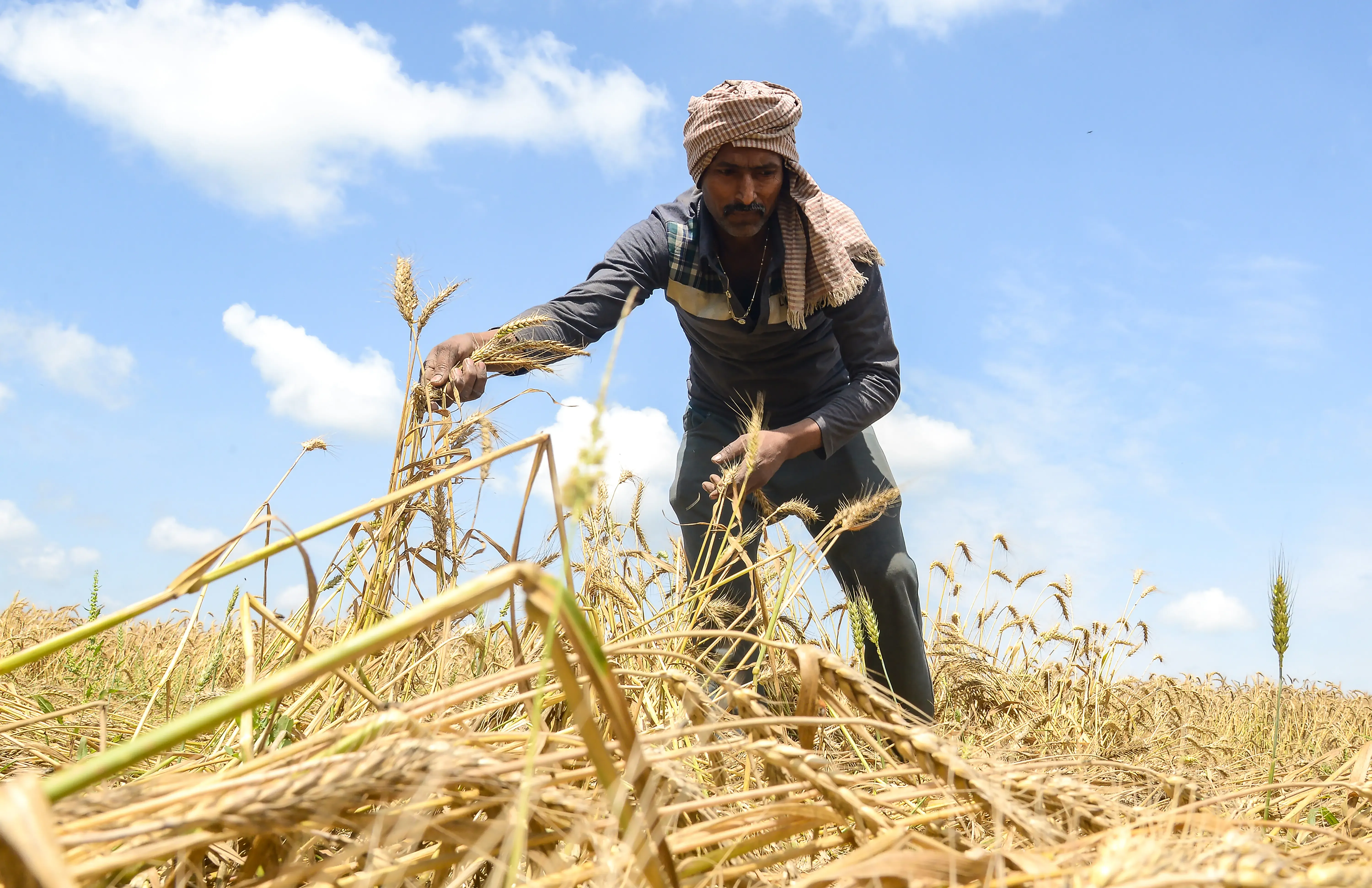 Madhya Pradesh: Over 19 Lakh Farmers Sign Up for Upcoming Wheat Procurement