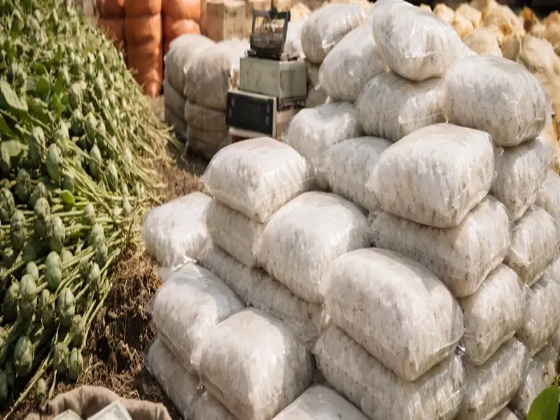 Did MP Police Really Seize Drugs Worth Rs 22 Crore in Rajgarh and Neemuch?