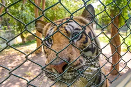 Bandhavgarh tiger second autopsy: Tranquiliser overdose ruled out, probe ongoing