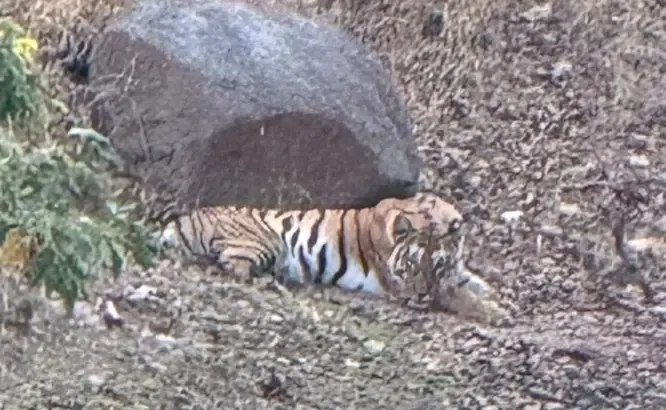 Mutilated Tigress Discovered in Pench Tiger Reserve