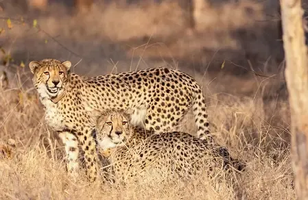 Two cheetahs to enter Veerangana Durgavati Reserve on October 7