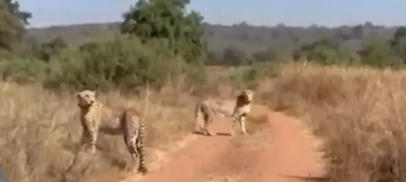 Madhya Pradesh: Two Male Cheetahs Introduced to Kuno's Wild Habitat