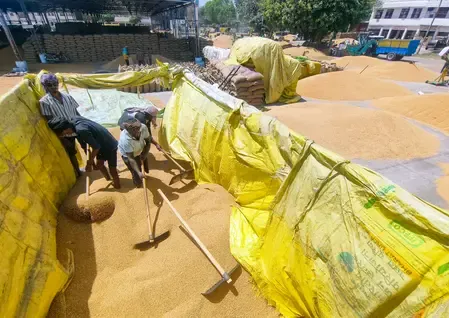 Madhya Pradesh's Wheat Procurement Set to Launch Tomorrow