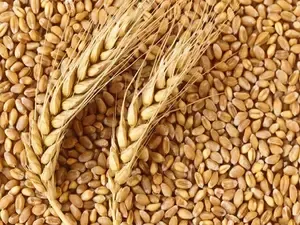 How Do MSP Hikes for Rabi Crops Reflect PM Modi's Commitment to Farmers?