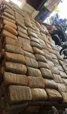 Mumbai Customs seizes ₹2.05 crore hydroponic weed at CSMIA, man from Gujarat arrested