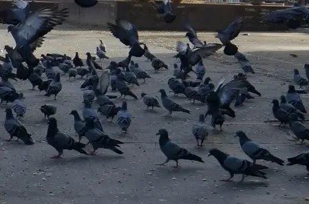 मुंबई में पहली बार कबूतरों को दाना डालने पर मामला दर्ज 