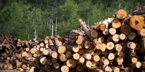 Myanmar Discovers Over 88 Tonnes of Illegal Timber and 200,000 Stimulant Tablets