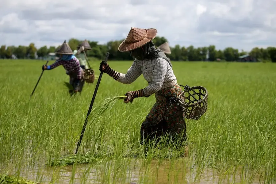Is Myanmar Planning to Boost Rice Exports in FY25-26?