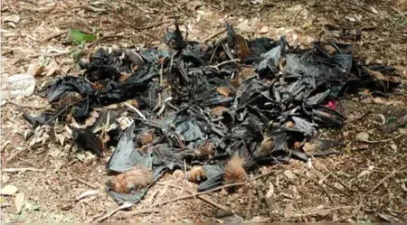Mass bat deaths in Chhattisgarh's Balod: Samples sent to Bhopal lab
