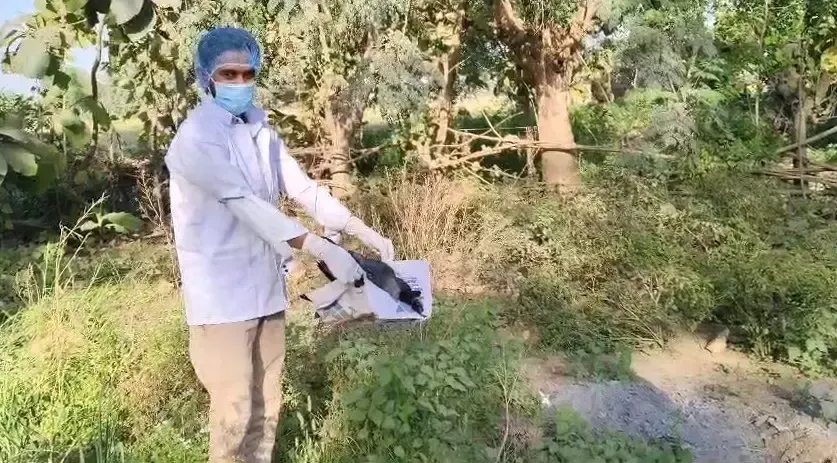 Enigmatic Deaths of 20 Crows in Bhojpur, Bihar; Officials Exclude Bird Flu