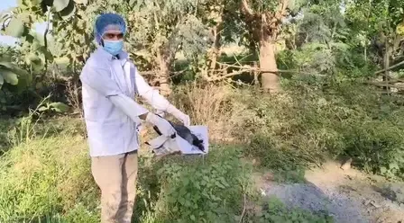 Enigmatic Deaths of 20 Crows in Bhojpur, Bihar; Officials Exclude Bird Flu