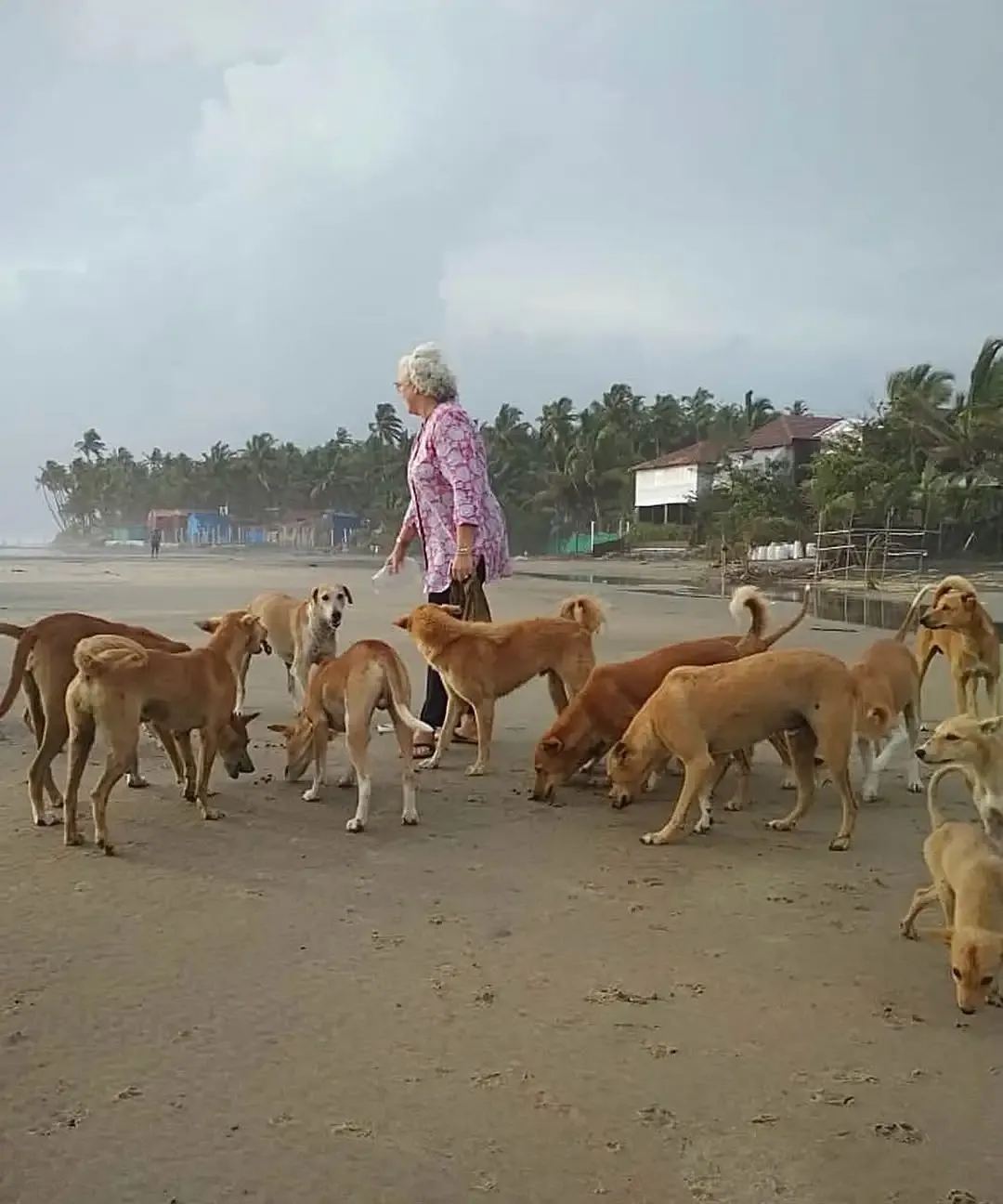 Is Nafisa Ali Right About the Supreme Court's Decision on Stray Dogs?