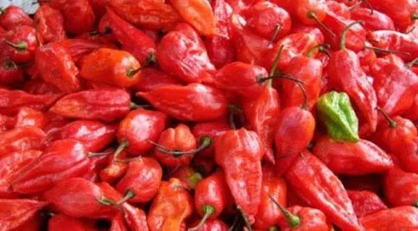 Naga King Chilli farming yields ₹30–32 lakh for Seiyhama village in 2025