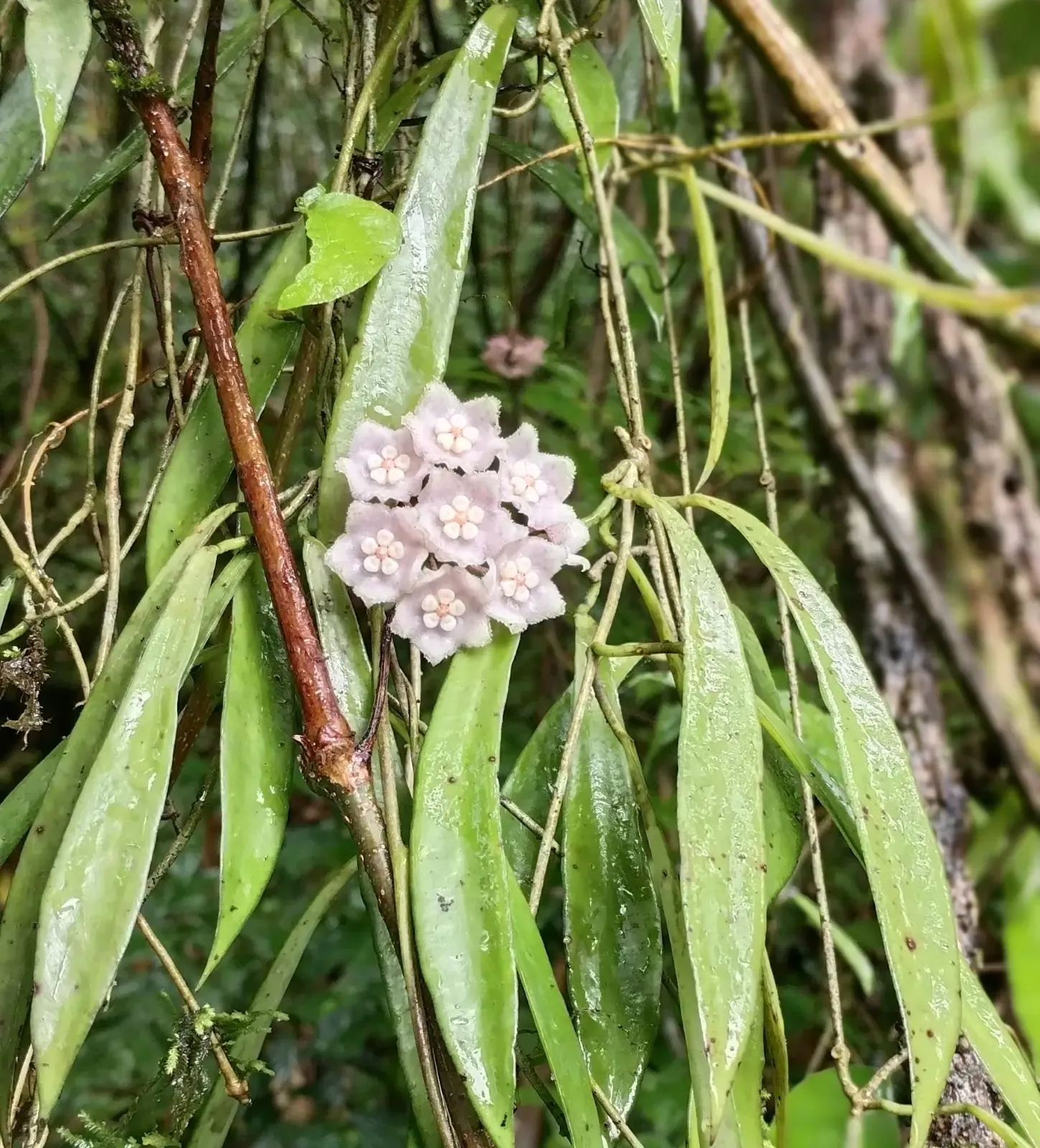 What New Plant Species Did Nagaland Varsity Researchers Discover?