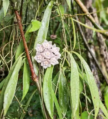Nagaland varsity researchers discover new plant species, highlighting role of community-protected forests