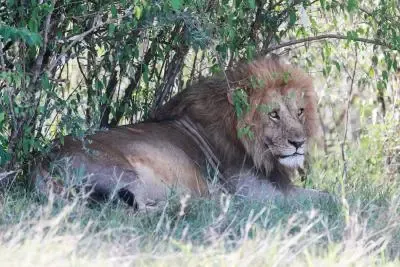 Nairobi Girl Abducted and Killed by Lion