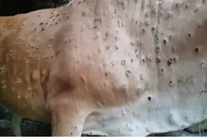 Namibia Enforces Enhanced Protocols Against Lumpy Skin Disease Outbreak