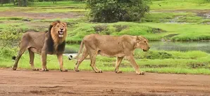 Namibia Monitors Two Lions Outside Protected Areas