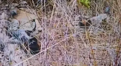 Did Namibian Cheetah Aasha Just Give Birth to Five Cubs at Kuno?