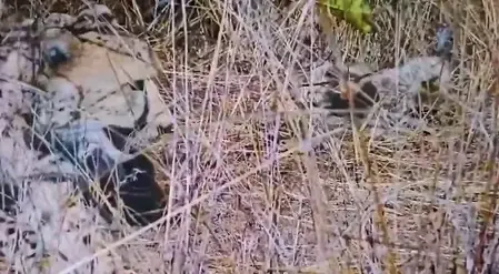 Did Namibian Cheetah Aasha Just Give Birth to Five Cubs at Kuno?