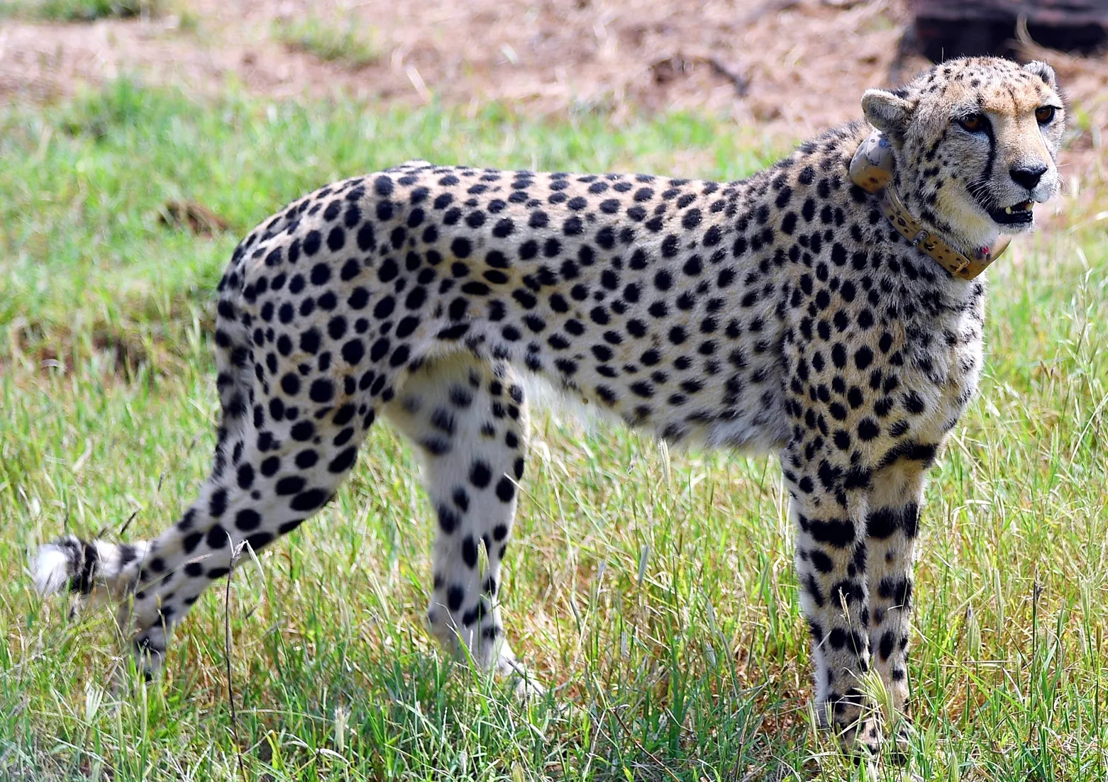 What Happened to the Namibian Female Cheetah Nabha?