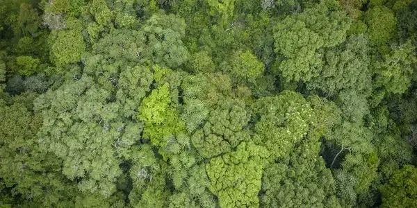 Did the National Biodiversity Authority Share Rs 17 Lakh with BMC?