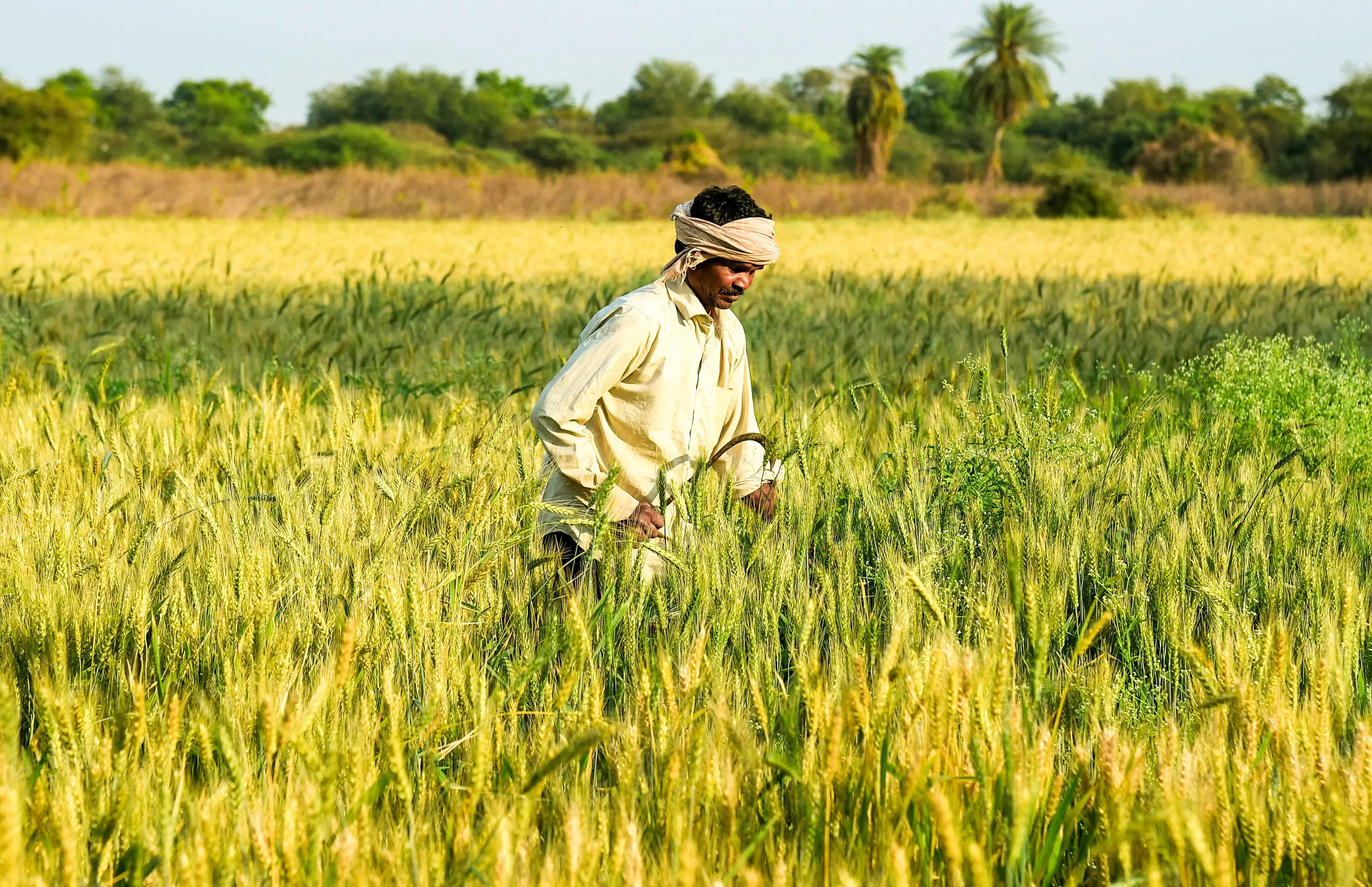 Natural Farming in Andhra Pradesh Increases Productivity and Incomes by 30%25