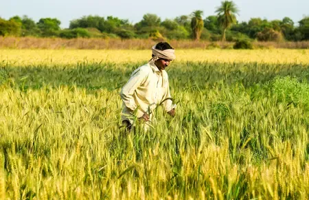 Natural Farming in Andhra Pradesh Increases Productivity and Incomes by 30%