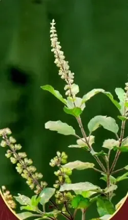 क्या तुलसी सिर्फ पौधा है या प्रकृति का वरदान?