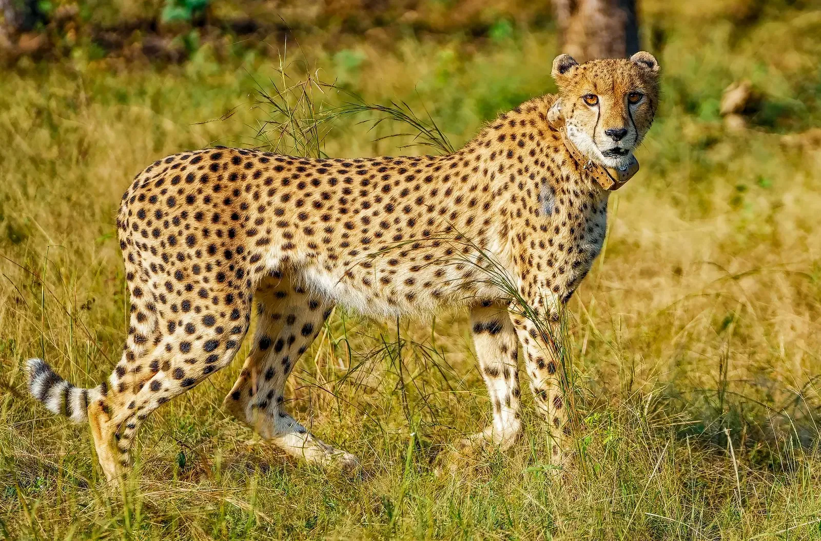 Nauradehi to become Madhya Pradesh's third cheetah habitat by October 7