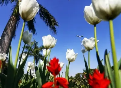 Tulip Festival 2026 Kicks Off Today in New Delhi