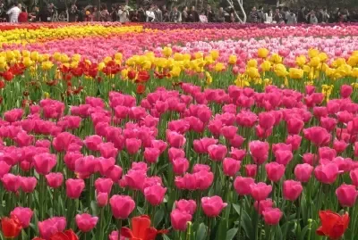 Is the Tulip Festival 2026 in New Delhi Starting Tomorrow?