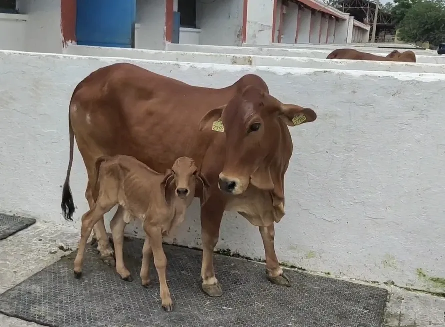 Did NDRI Achieve a Milestone by Producing a Gir Breed Calf Using IVF Technology?