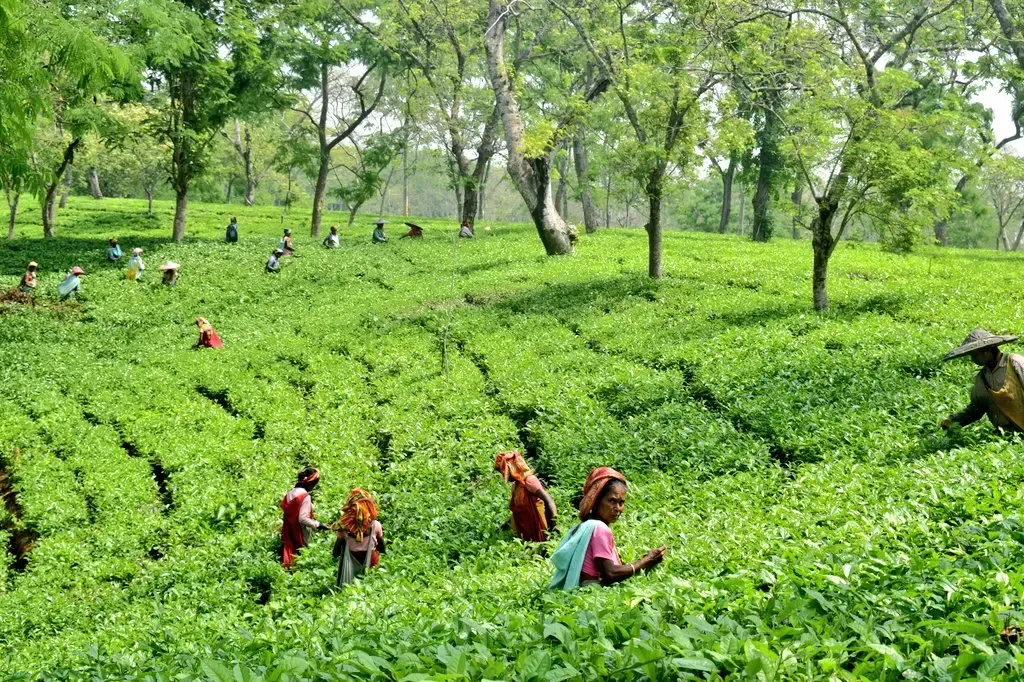 North Eastern Tea Association Calls for Oil Palm Planting in Assam