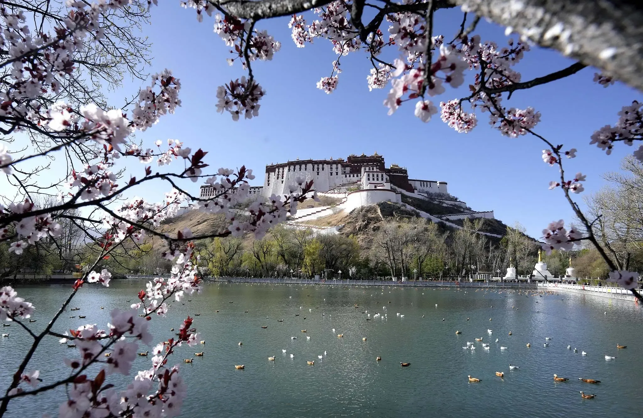 काठमांडू में नेपाल अंतर्राष्ट्रीय फिल्म महोत्सव में शीत्सांग पर आधारित छह फिल्में प्रदर्शित