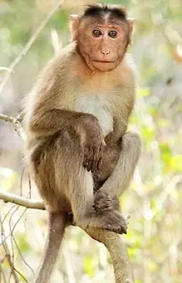 Has Nepal Declared the Wild Red Monkey an Agriculture-Threatening Animal?