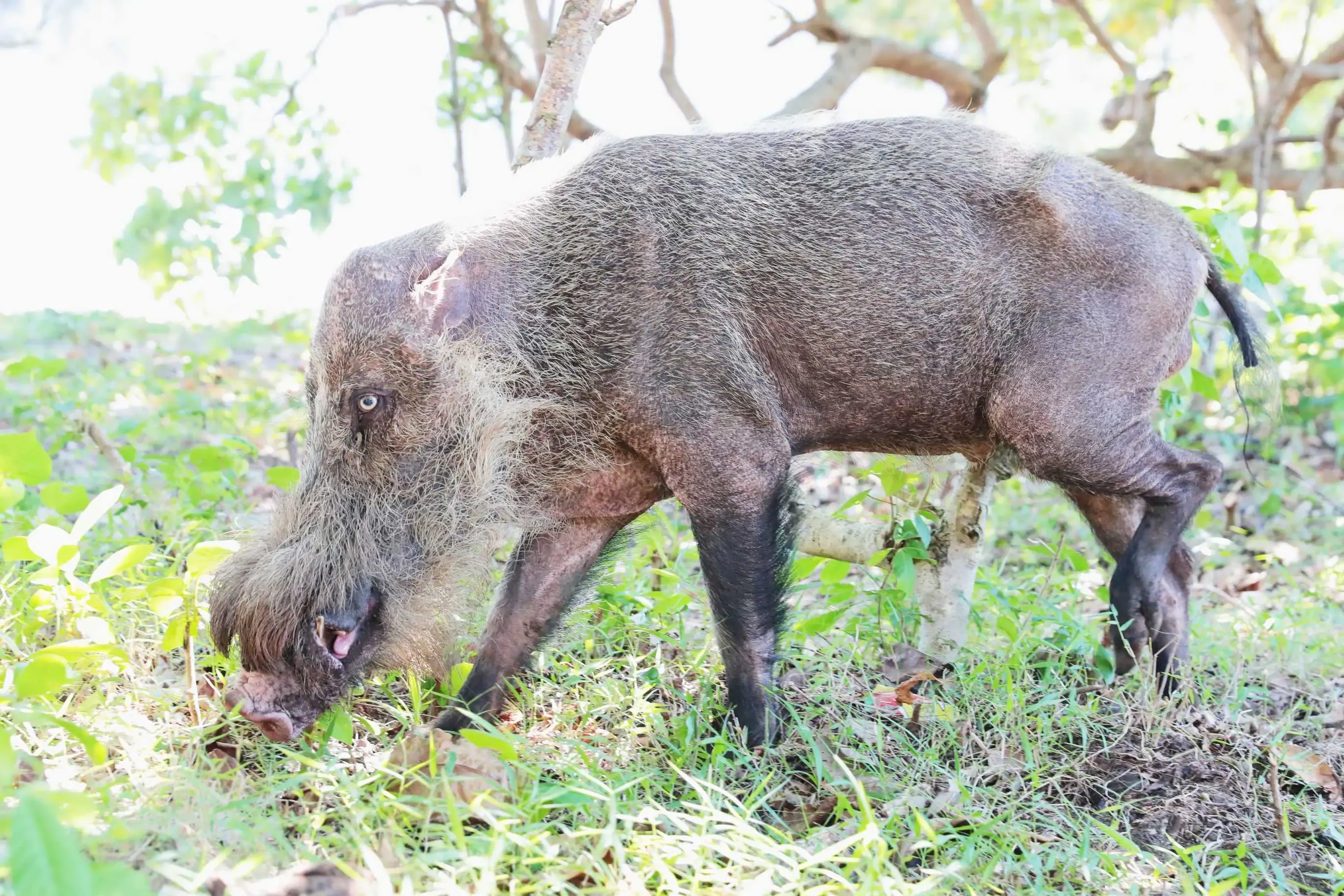 Nepal Reclassifies Wild Boars as Agricultural Threats to Combat Crop Damage