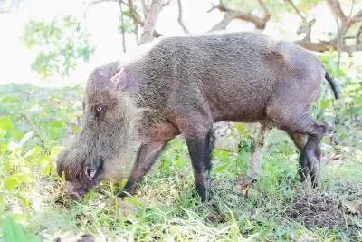 Nepal Reclassifies Wild Boars as Agricultural Threats to Combat Crop Damage