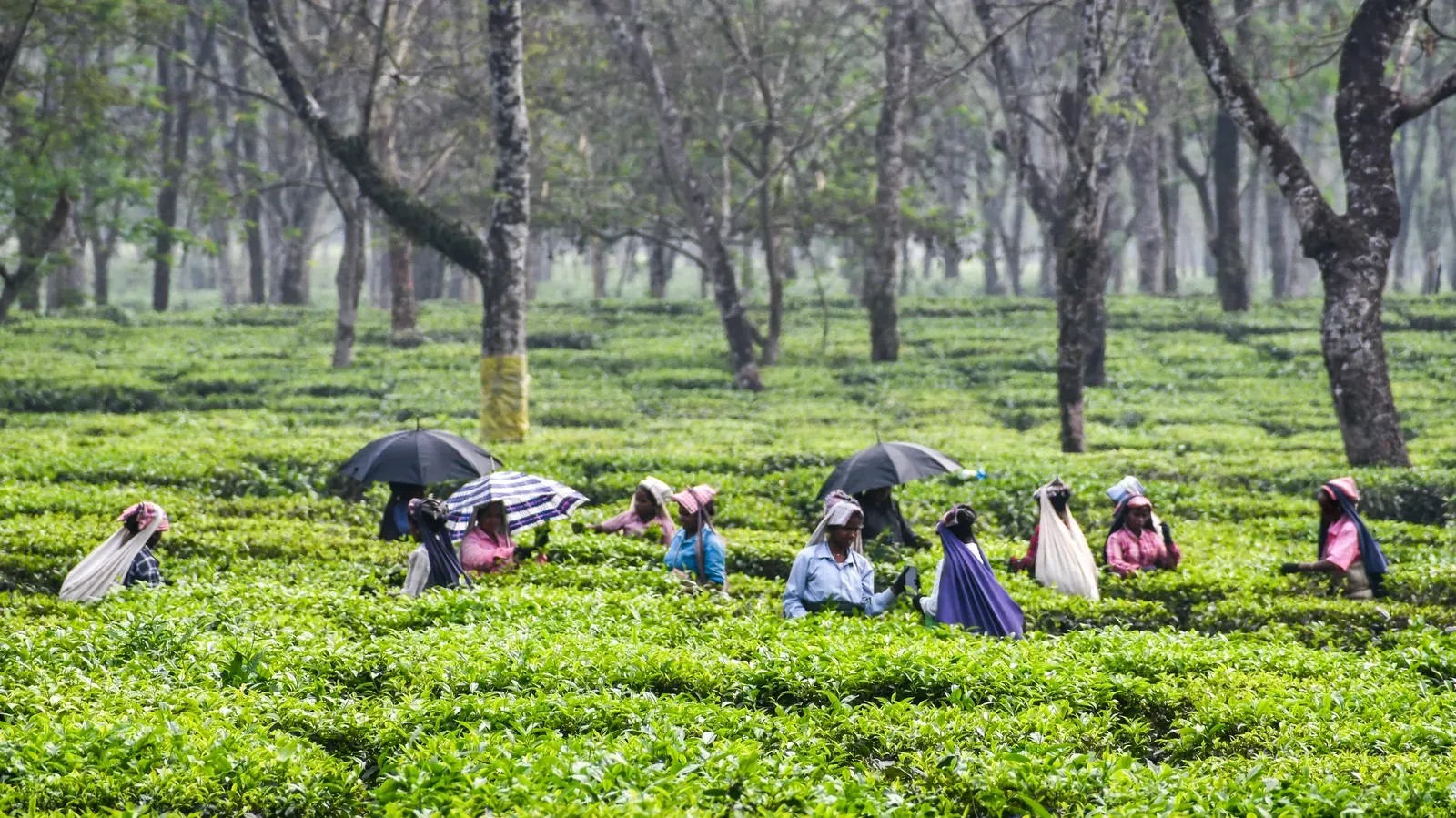 Nepal tea exports to India stall as 50+ factories shut over testing rules