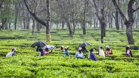 Nepal tea exports to India stall as 50+ factories shut over testing rules